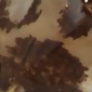 Leopardo marrone